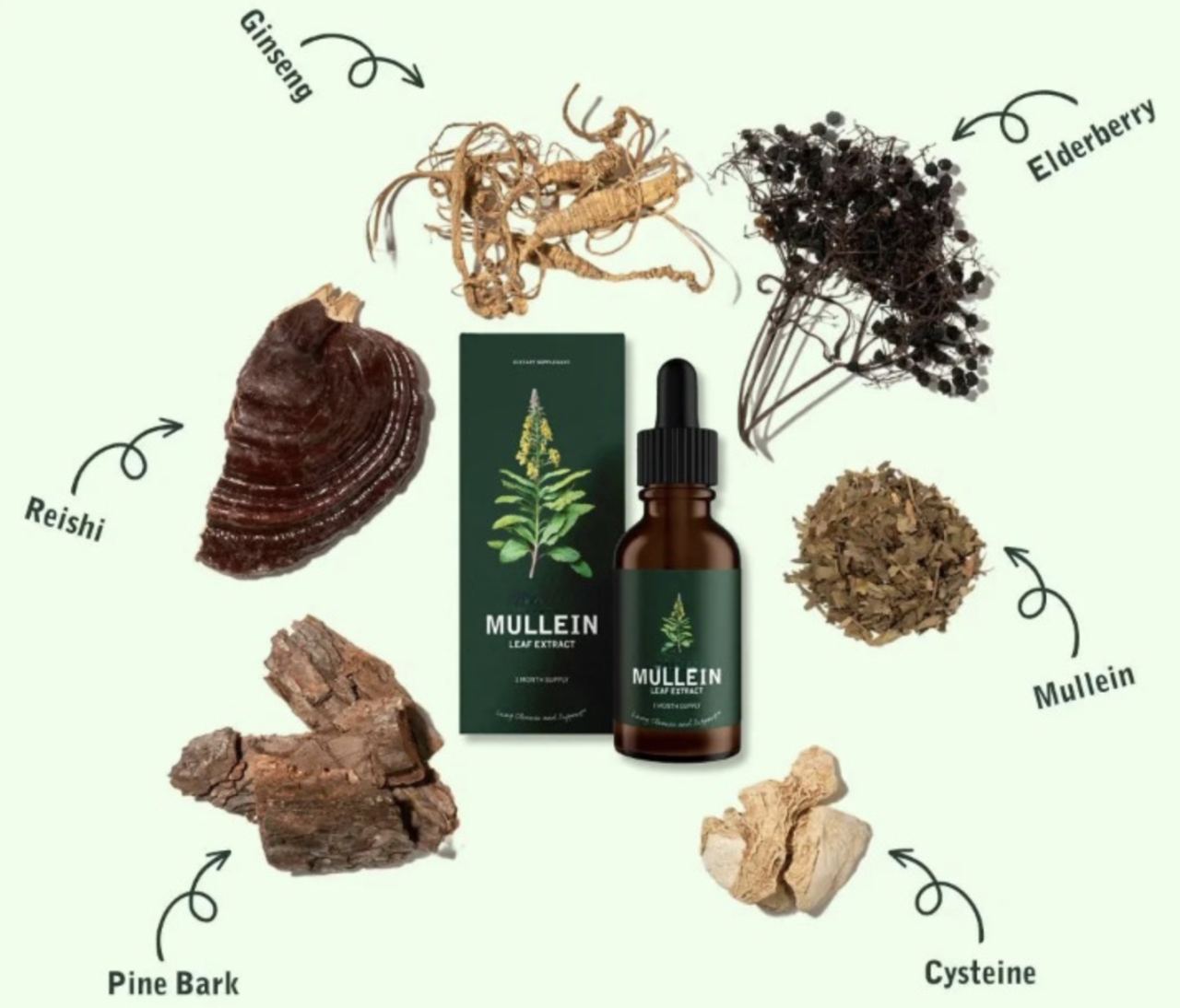 Extracto de Gordolobo + Clorofila