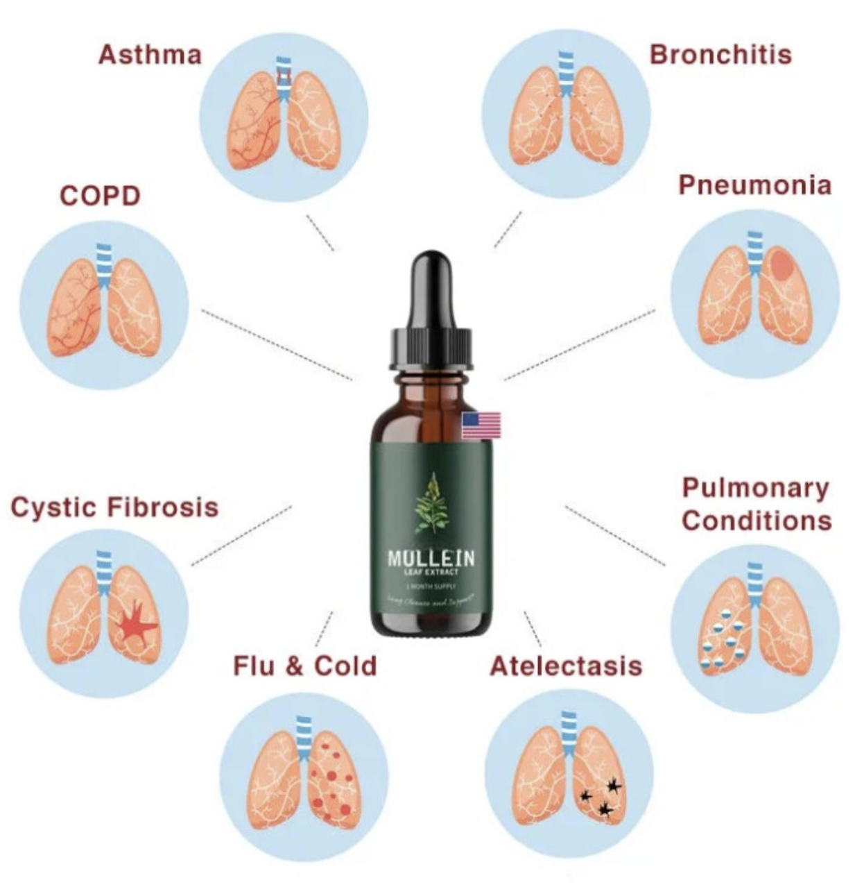 Extracto de Gordolobo + Clorofila